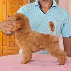 DogsIndia.com - Toy Poodle - Vikram (Shreyas)