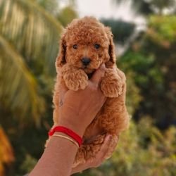 DogsIndia.com - Toy Poodle - Vikram (Shreyas)