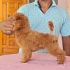 DogsIndia.com - Toy Poodle - Vikram (Shreyas)