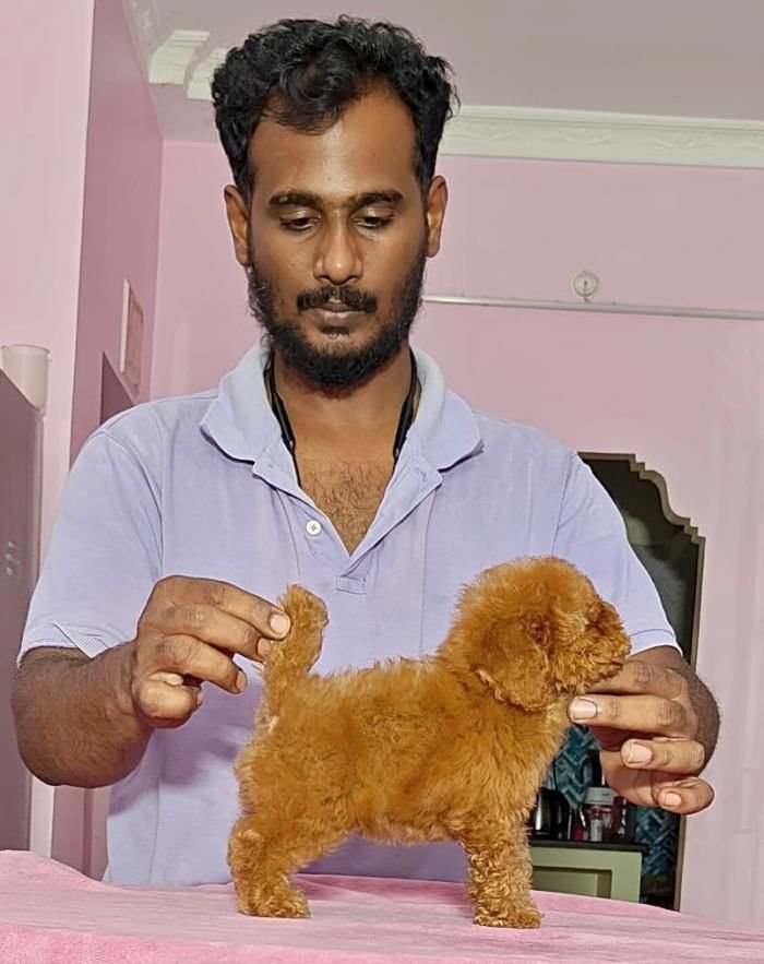 DogsIndia.com - Toy Poodle - Vikram (Shreyas)