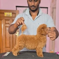 DogsIndia.com - Toy Poodle - Vikram (Shreyas)