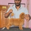 DogsIndia.com - Toy Poodle - Vikram (Shreyas)
