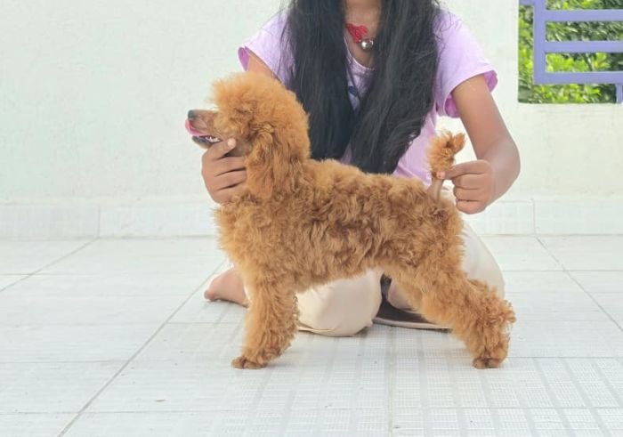 DogsIndia.com - Toy Poodle - Vikram (Shreyas)