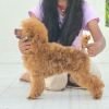DogsIndia.com - Toy Poodle - Vikram (Shreyas)