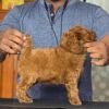 DogsIndia.com - Toy Poodle - Vikram (Shreyas)