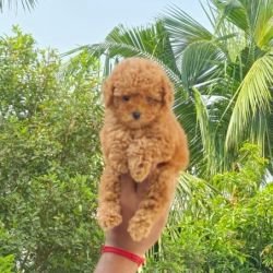 DogsIndia.com - Toy Poodle - Vikram (Shreyas)
