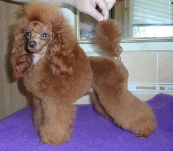 DogsIndia.com - Toy Poodle - Vikram (Shreyas)