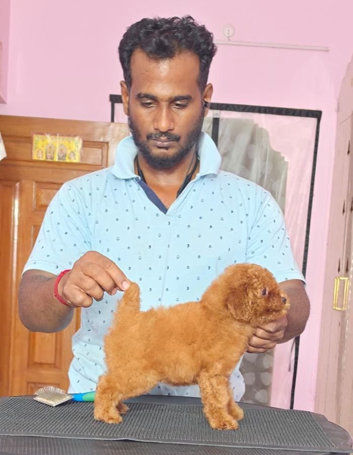 DogsIndia.com - Toy Poodle - Vikram (Shreyas)