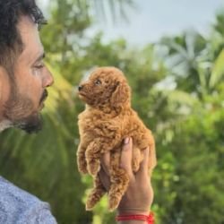 DogsIndia.com - Toy Poodle - Vikram (Shreyas)