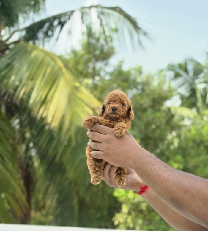 DogsIndia.com - Toy Poodle - Vikram (Shreyas)