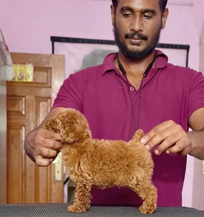 DogsIndia.com - Toy Poodle - Vikram (Shreyas)