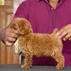 DogsIndia.com - Toy Poodle - Vikram (Shreyas)