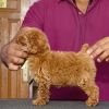DogsIndia.com - Toy Poodle - Vikram (Shreyas)