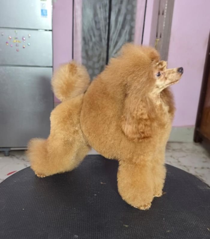 DogsIndia.com - Toy Poodle - Vikram (Shreyas)