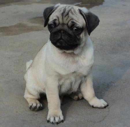 Litter Box - Pug - Aareltee Pugs - Dr. Ravi