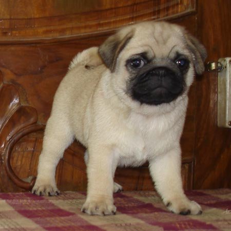 Litter Box - Pug - Aareltee Pugs - Dr. Ravi