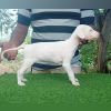 DogsIndia.com - Rajapalayam - Dr. Ashok