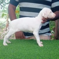 DogsIndia.com - Rajapalayam - Dr. Ashok