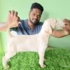 DogsIndia.com - Rajapalayam - Karthick