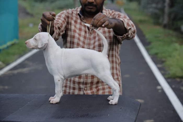 DogsIndia.com  Rajapalayam  Wings Of Desire