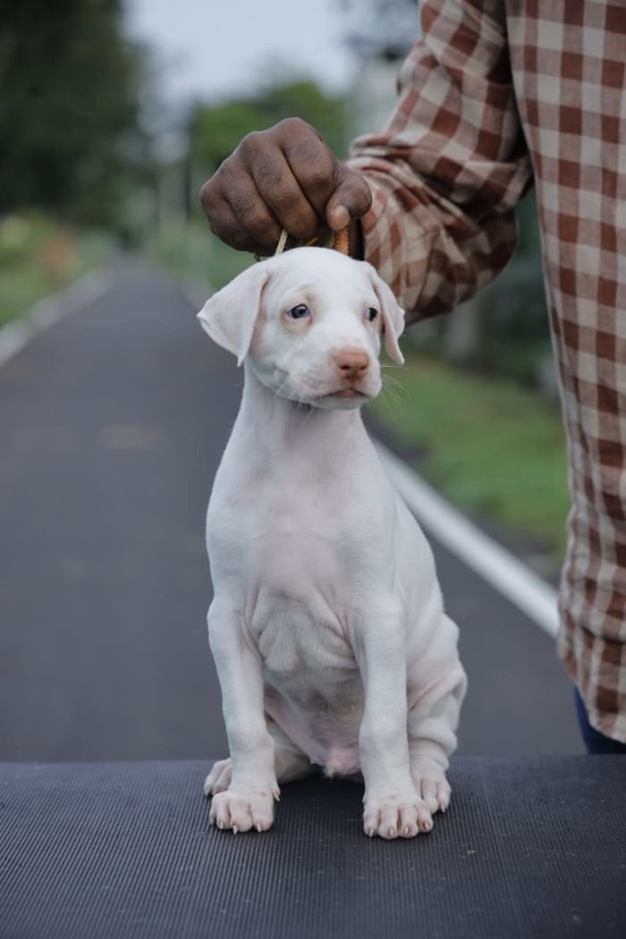 DogsIndia.com  Rajapalayam  Wings Of Desire