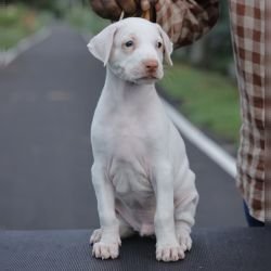 DogsIndia.com  Rajapalayam  Wings Of Desire