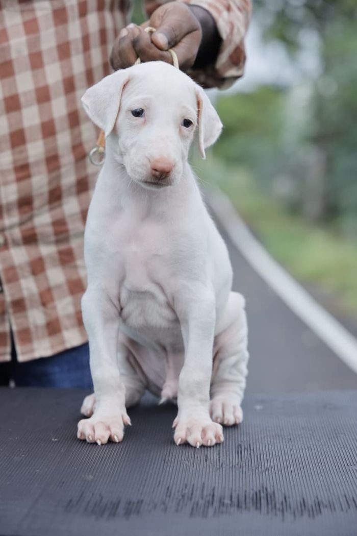 DogsIndia.com  Rajapalayam  Wings Of Desire