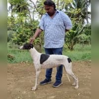 DogsIndia.com - Rampur Hound - Raghu Ragavendran