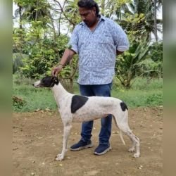 DogsIndia.com - Rampur Hound - Raghu Ragavendran