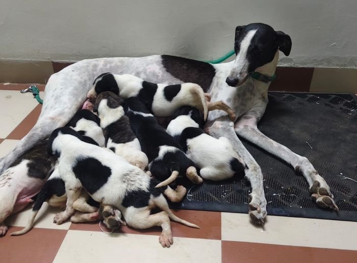 DogsIndia.com - Rampur Hound - Raghu Ragavendran