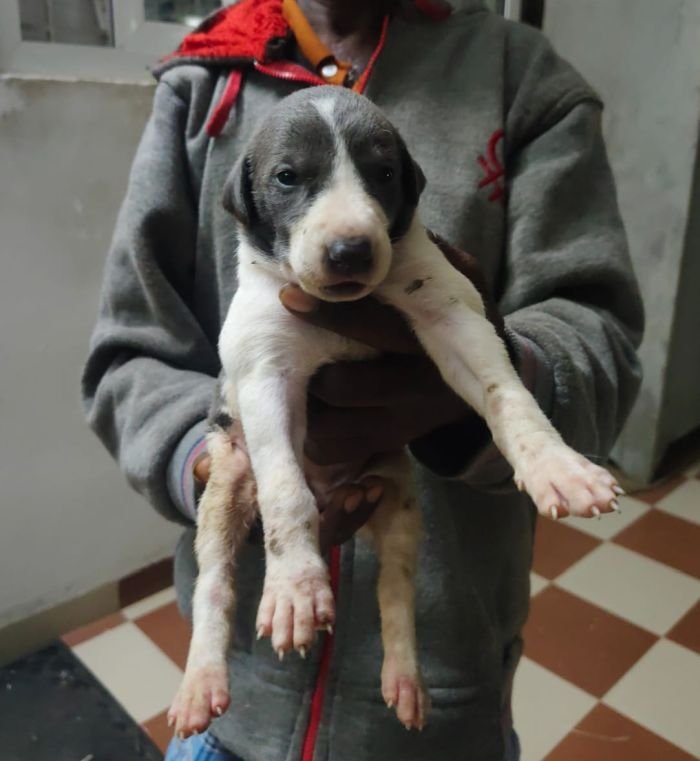 DogsIndia.com - Rampur Hound - Raghu Ragavendran