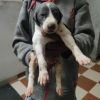 DogsIndia.com - Rampur Hound - Raghu Ragavendran