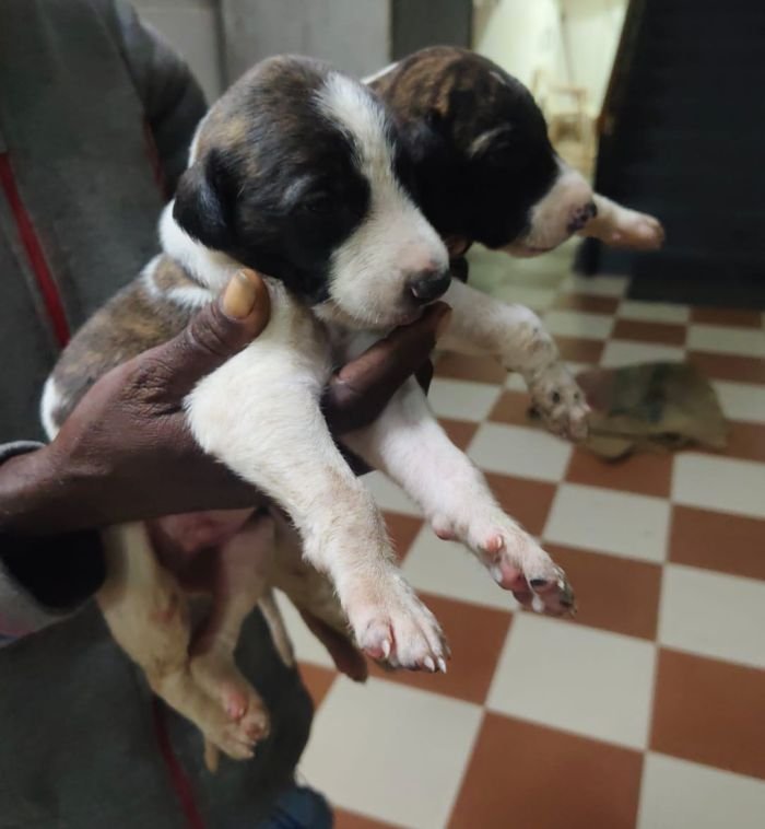 DogsIndia.com - Rampur Hound - Raghu Ragavendran