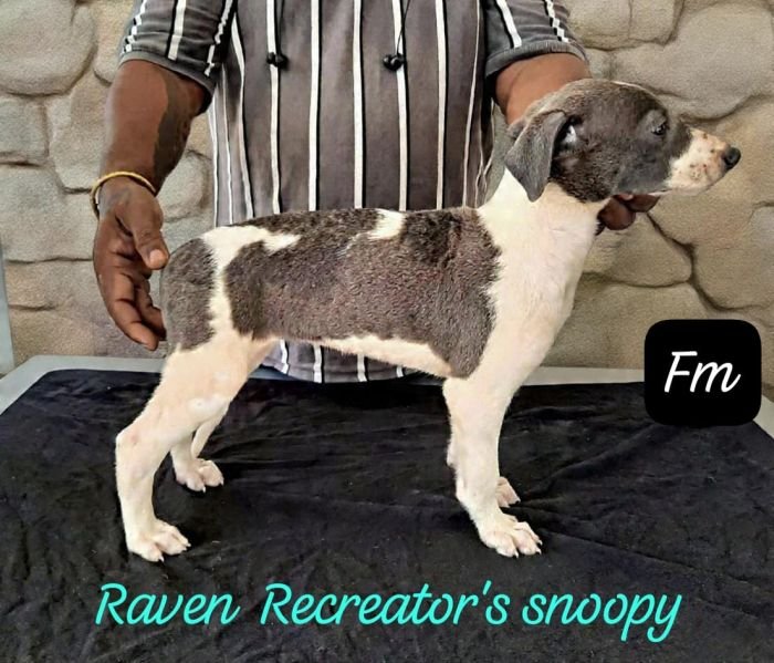 DogsIndia.com - Rampur Hound - Raghu Ragavendran