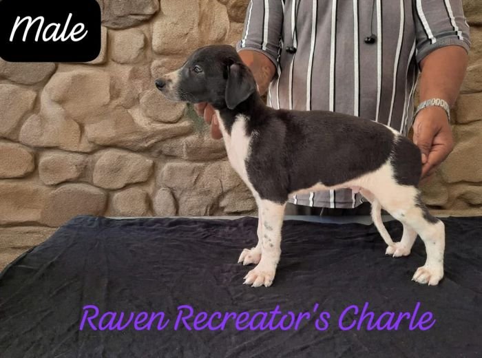 DogsIndia.com - Rampur Hound - Raghu Ragavendran