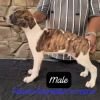 DogsIndia.com - Rampur Hound - Raghu Ragavendran