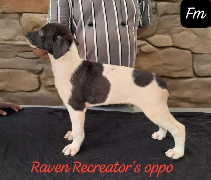 DogsIndia.com - Rampur Hound - Raghu Ragavendran
