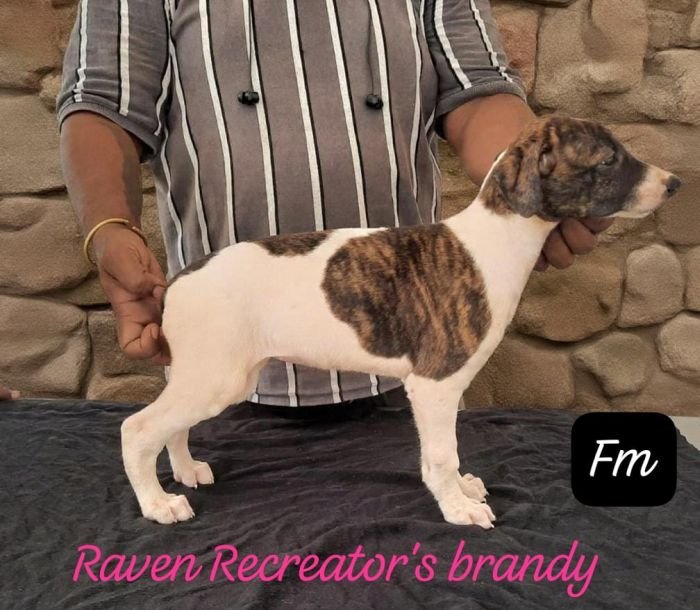 DogsIndia.com - Rampur Hound - Raghu Ragavendran