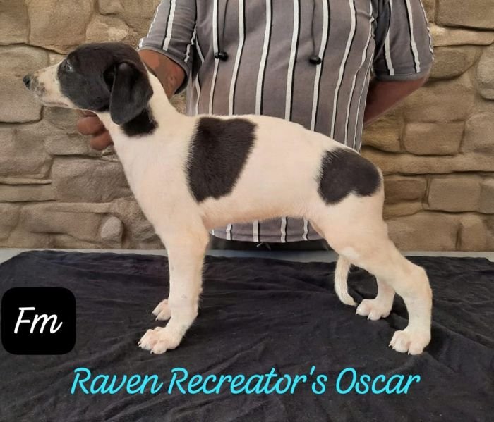 DogsIndia.com - Rampur Hound - Raghu Ragavendran