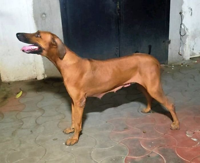 DogsIndia.com - Rhodesian Ridgeback - Rajan Alwar