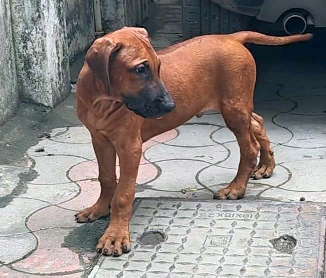 DogsIndia.com - Rhodesian Ridgeback - Rajan Alwar