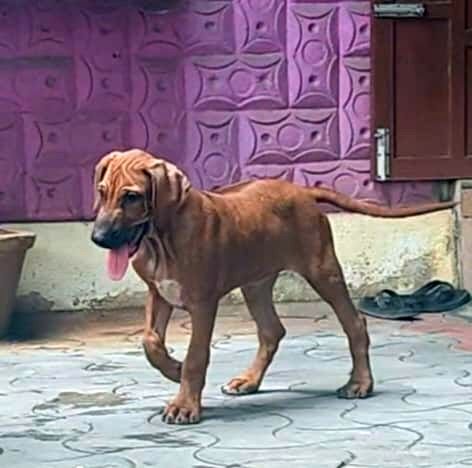 DogsIndia.com - Rhodesian Ridgeback - Rajan Alwar