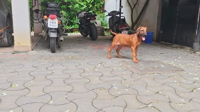 DogsIndia.com - Rhodesian Ridgeback - Rajan Alwar