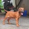 DogsIndia.com - Rhodesian Ridgeback - Rajan Alwar