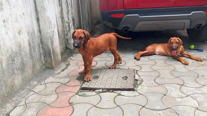 DogsIndia.com - Rhodesian Ridgeback - Rajan Alwar