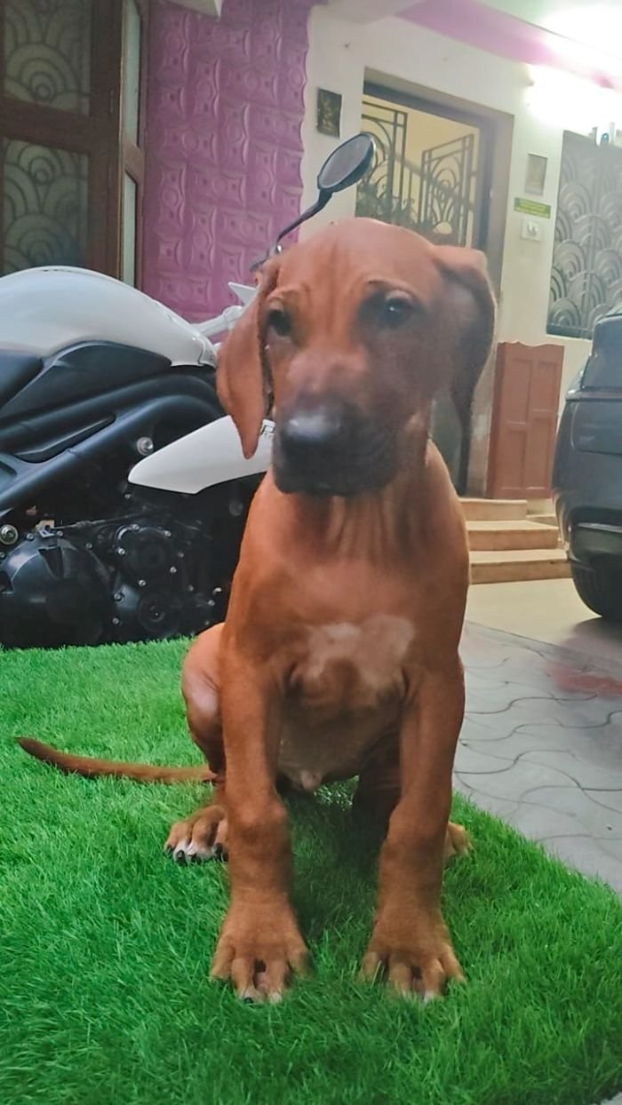 DogsIndia.com - Rhodesian Ridgeback - Rajan Alwar