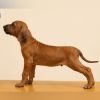 DogsIndia.com - Rhodesian Ridgeback - Rajan Alwar