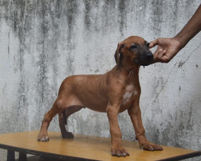 DogsIndia.com - Rhodesian Ridgeback - Rajan Alwar