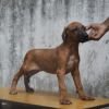 DogsIndia.com - Rhodesian Ridgeback - Rajan Alwar