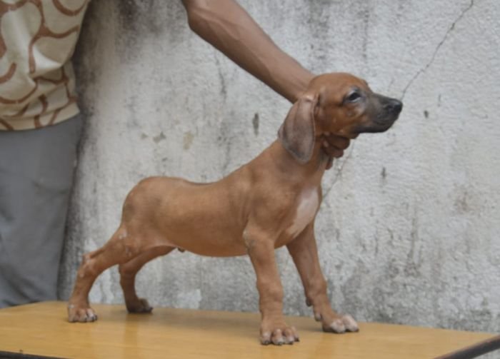 DogsIndia.com - Rhodesian Ridgeback - Rajan Alwar
